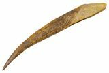 Fossil Shark (Asteracanthus) Dorsal Spine #353091-1